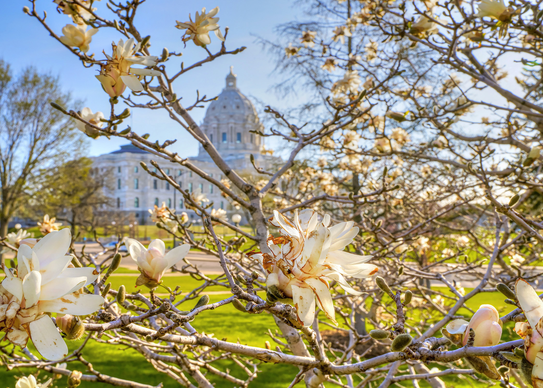 Magnolias bloomed on the grounds of the State Capitol this week. (Photo by Andrew VonBank)
